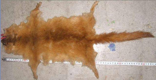 “米乐(mile)体育”凯尔特人因拒交易塔图姆而错过浓眉哥(图1) 米乐(mile)体育