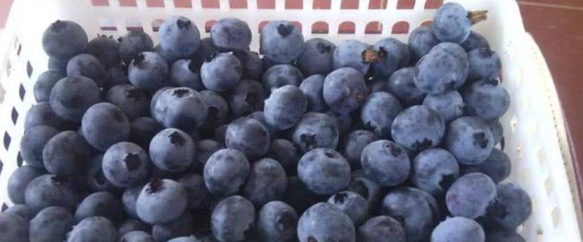 
女人30岁 推荐多吃四种食物 营养又鲜味 补气补血 护肤抗衰【mile米乐(集团)-milesports】(图2)